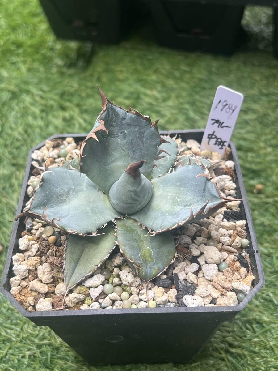 レア 1981 アガベ チタノタブルー 中斑入り Agave Europe seedling